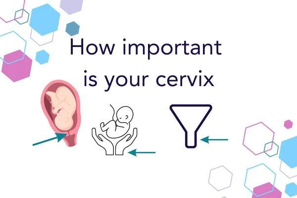 CubCare blog post front cover. Text reads "How important is the cervix" with three diagram images with arrows pointing to the cervix, or objects representing the cervix