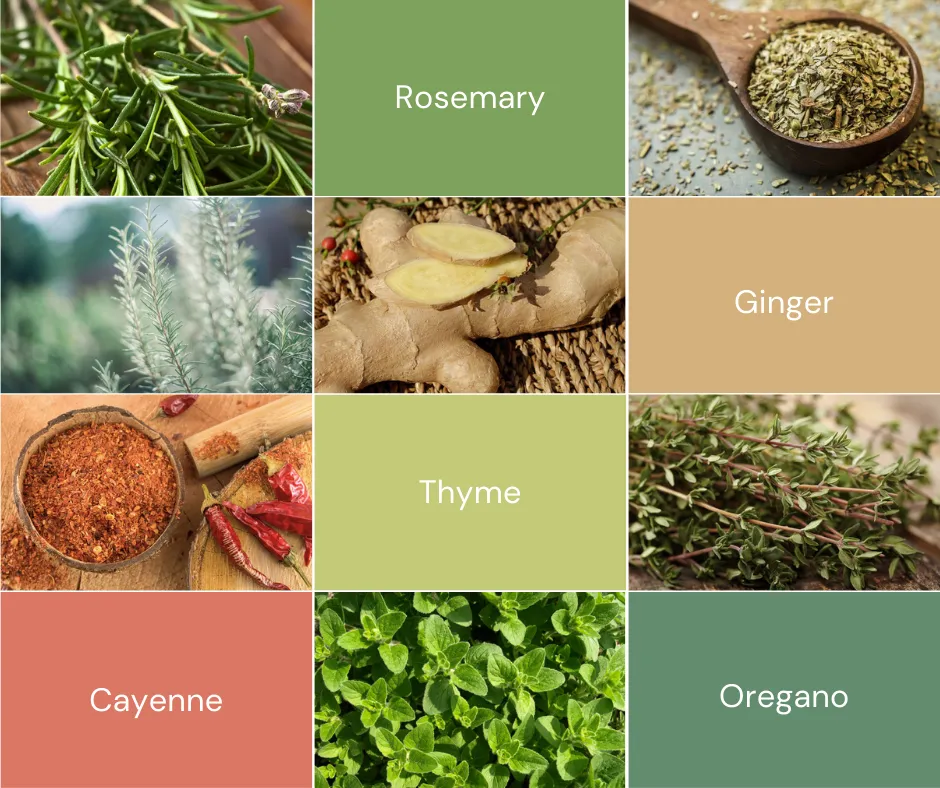 Collection of healthy spices: rosemary, ginger, cayenne, thyme, and oregano
