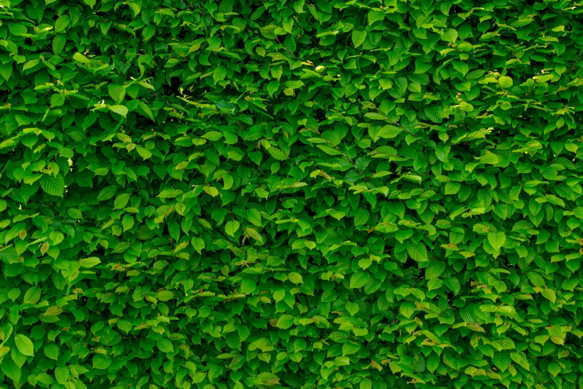 Garden Wall Installation: Step-by-Step Guide to Building Stunning, Durable Outdoor Walls
