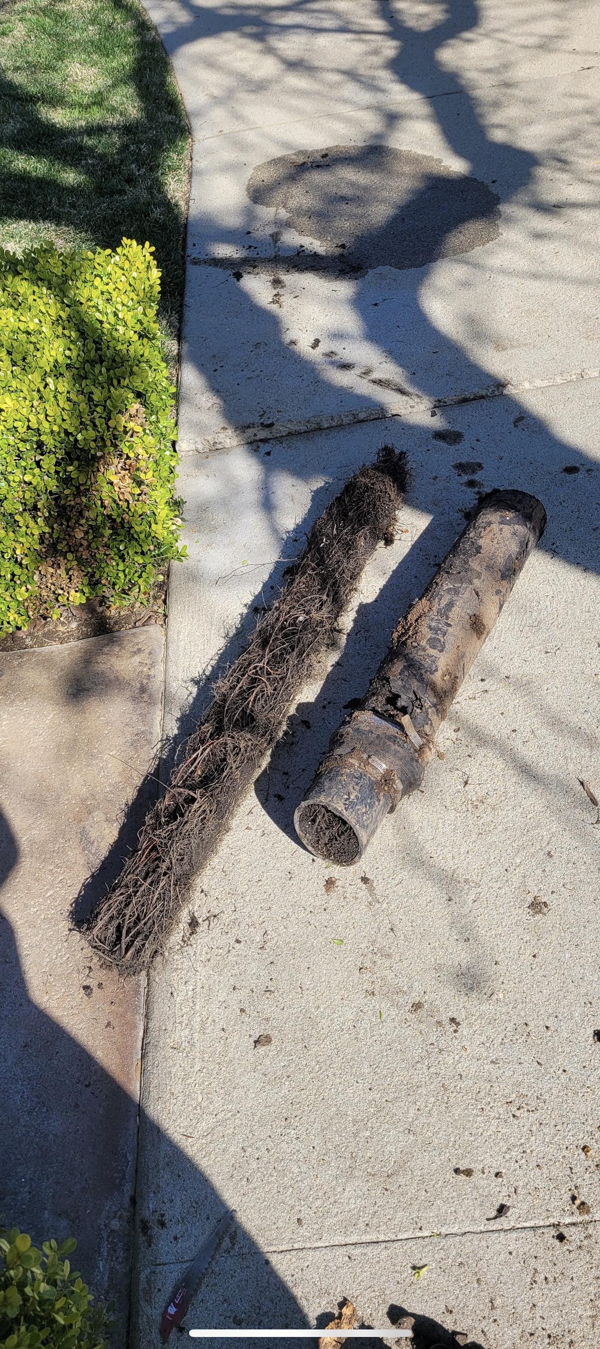 roots in sewer pipe