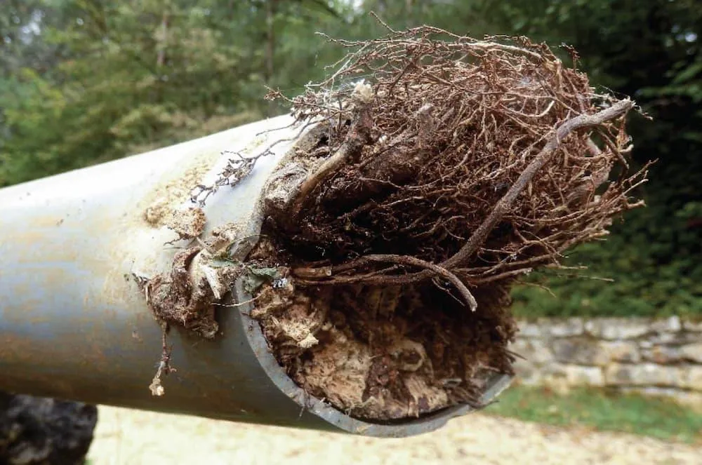 roots in sewer