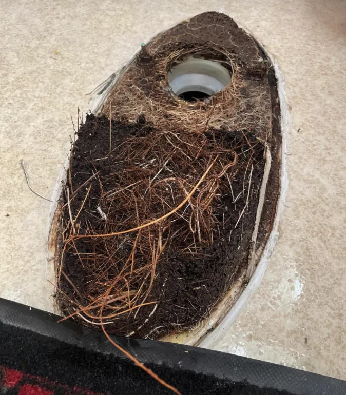 roots under toilet