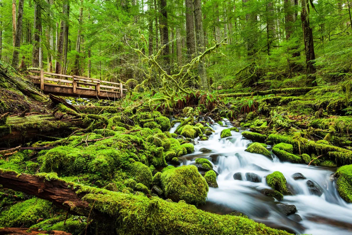 Olympic National Park: The Ultimate Escape Just Outside Seattle