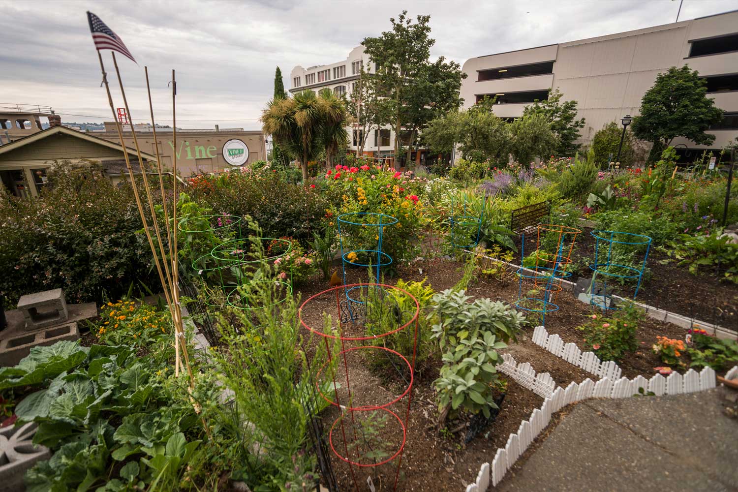 Urban Serenity: Discover the Magic of Belltown P-Patch Community Garden in Seattle