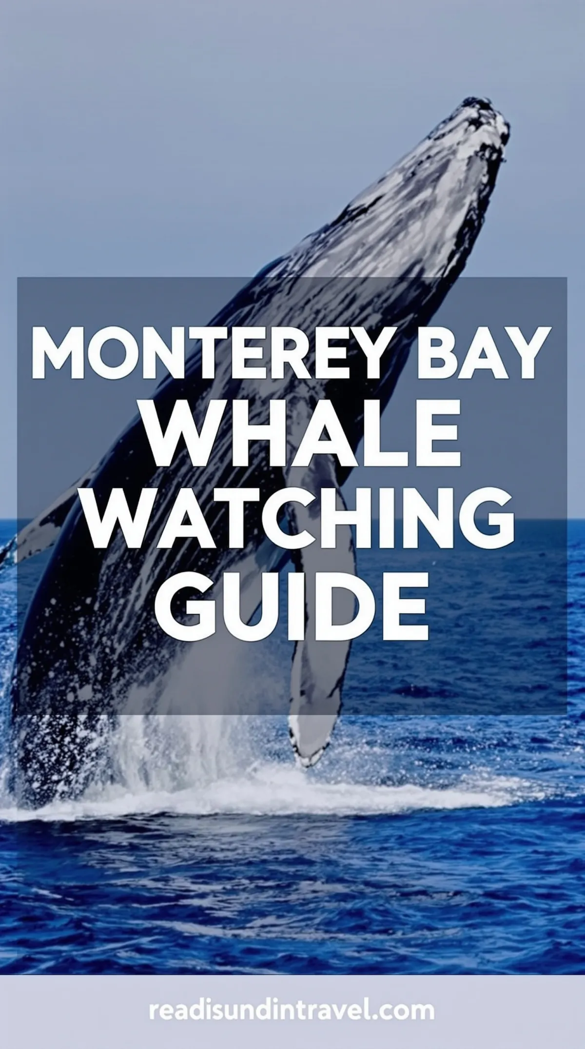 Experience the Magic of Monterey Bay: Your Ultimate Whale Watching Adventure