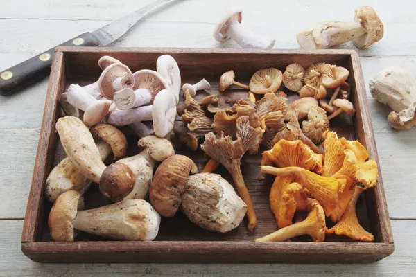 Bir kase içinde taze şitake ve reishi gibi tıbbi mantarlar doğal sağlık ürünü olarak sergileniyor.