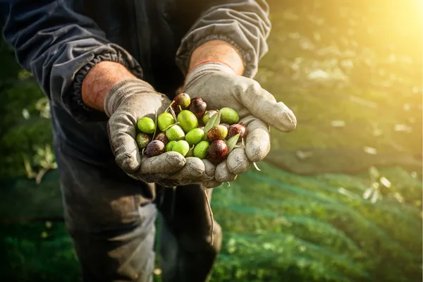 Türkiye’de geleneksel zeytin bahçesinde olgun zeytinler, sürdürülebilir zeytin yetiştiriciliğiyle hasada hazır halde gösteriliyor.