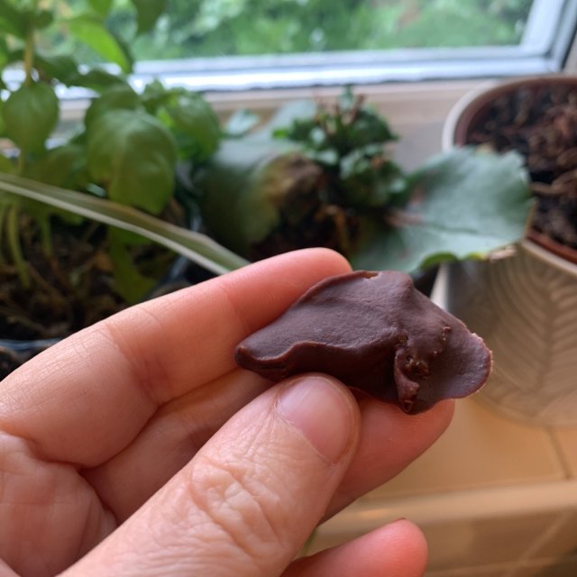 Chocolate Jaffa Jelly Ears