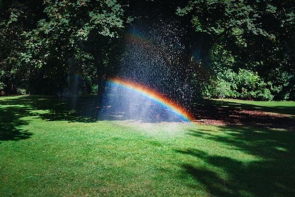 Rainbow and trees