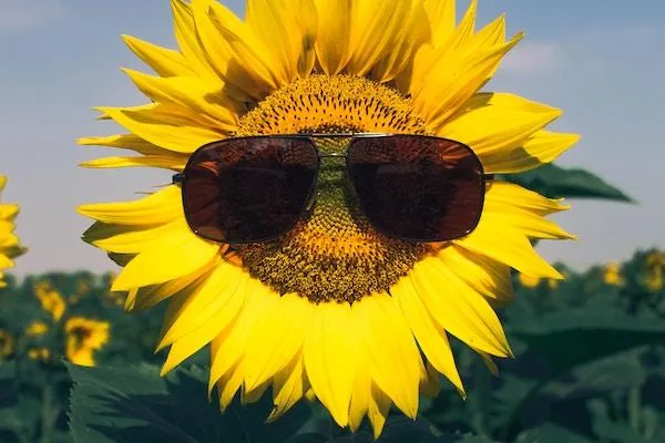 Sunflower wearing sunglasses