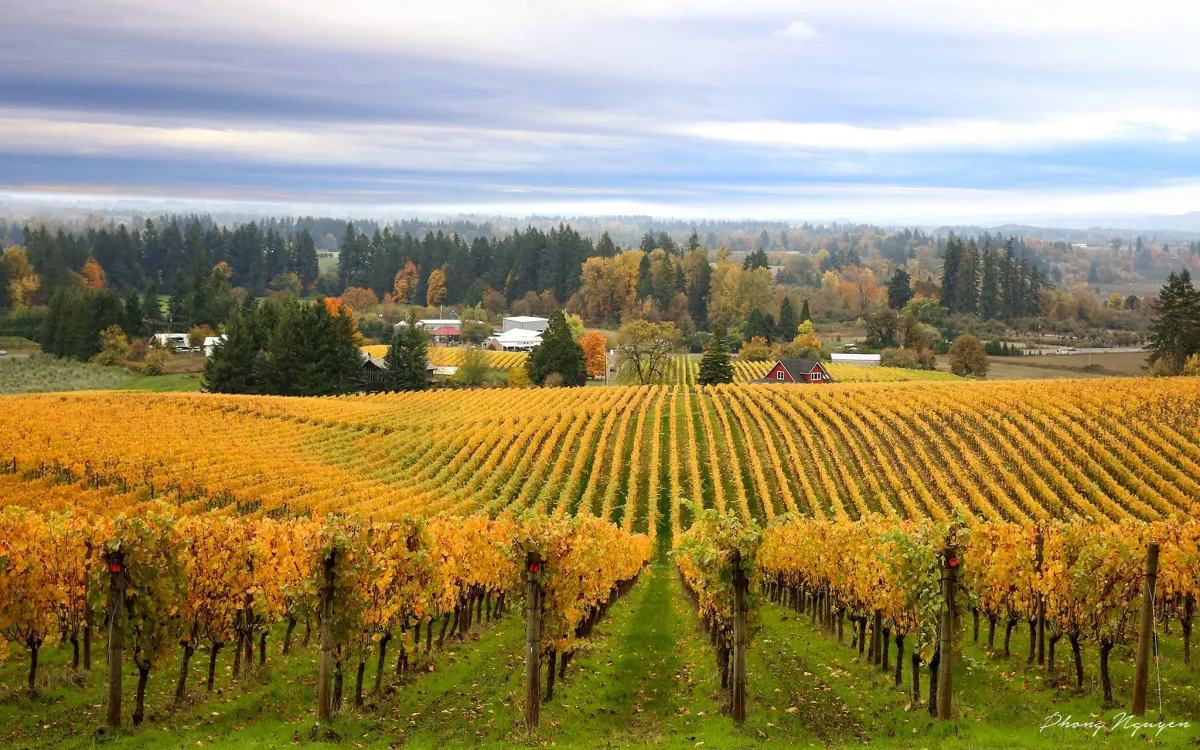 A Deep Dive into the Magic of Oregon's Wine Country