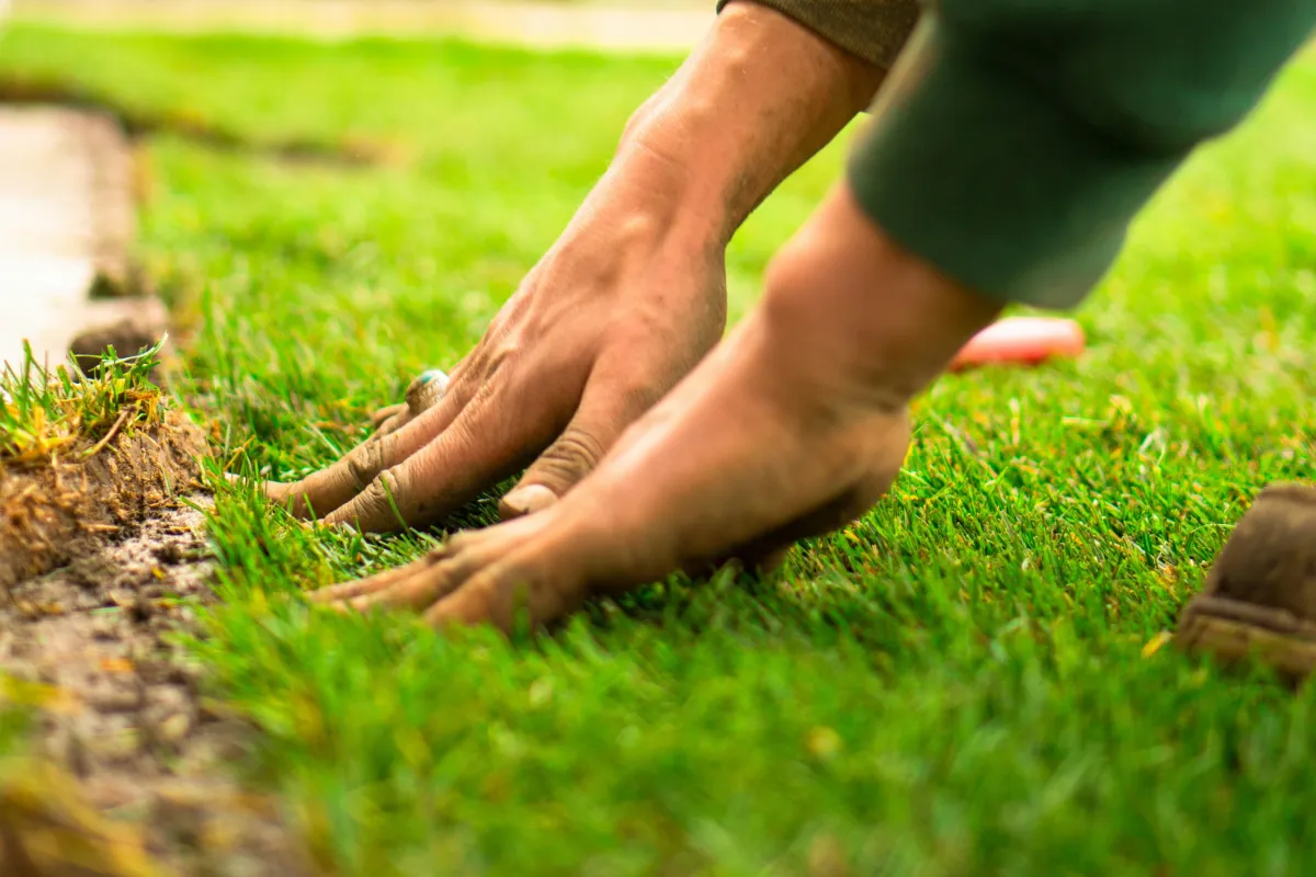 Image of grass landscaping and a landscaper touching the grass