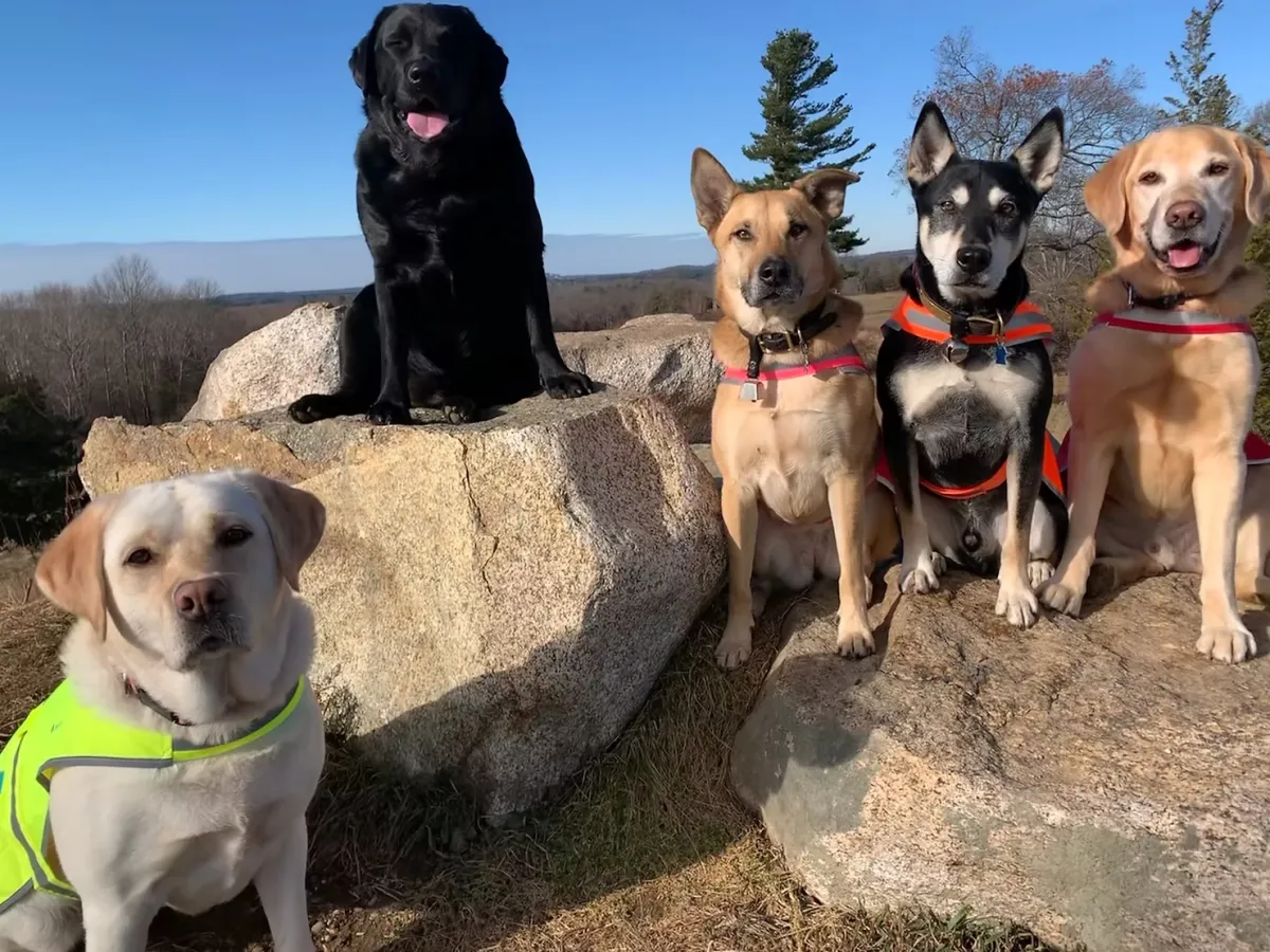 Canine Calm: the power of "STAY"