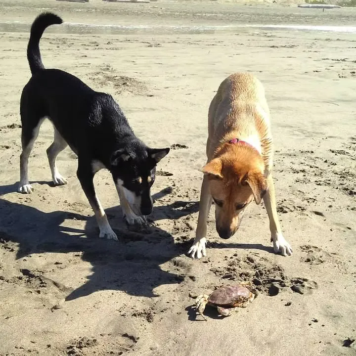 Mastering "Leave it" - your dogs daily essential safety tool