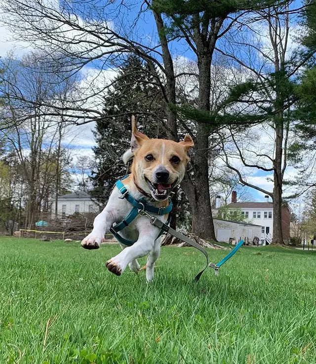 The Long Leash Advantage: Benefits for happier dog walks!