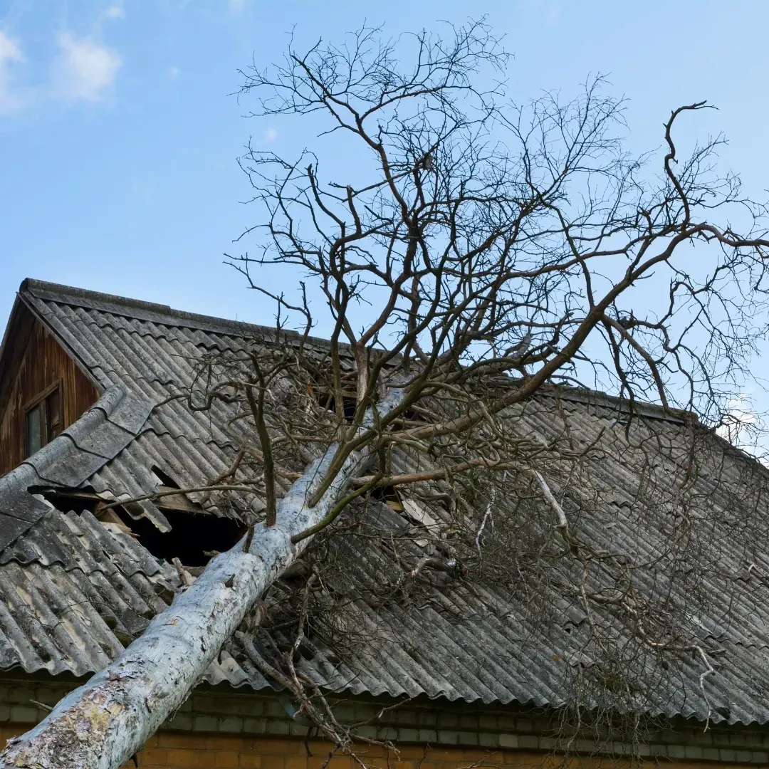 roof of a house runned down by a tree