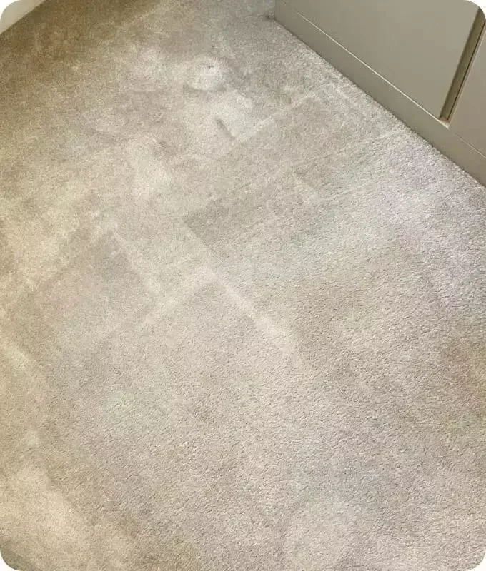 clean carpet without the stain