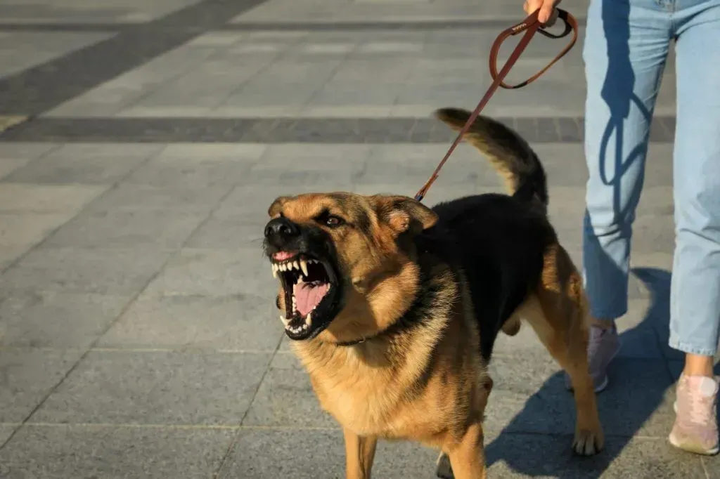 How to tame dog aggression naturally