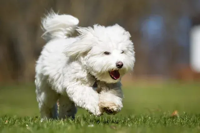 puppy training guide