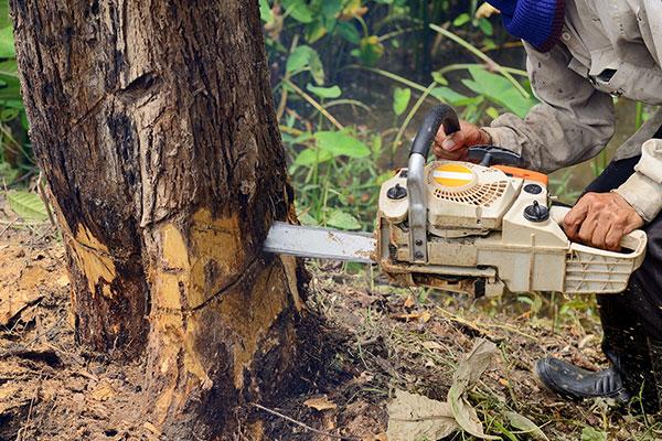 The Lifespan of Trees: Determining When to Remove Them