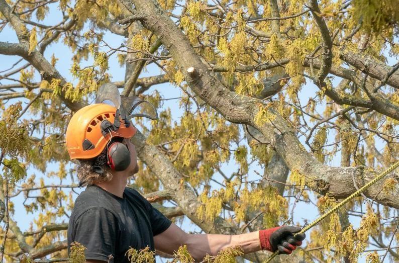 Knowing Tree Growth Patterns Is Essential for Pruning Trees Effectively