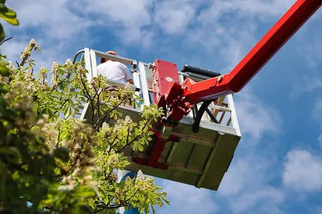 What Has Changed Recently in Tree Care?