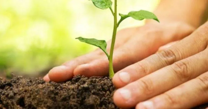 Do you want to plant trees close to your residence?