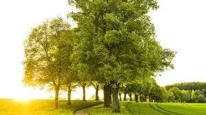 10 Pointers for Managing Healthy Trees