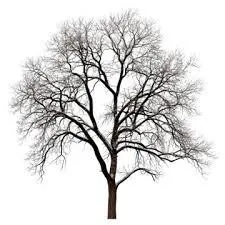 5 Signals my Tree is on the point of Death