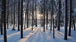 Winter Tree Care: Keeping Your Trees Warm