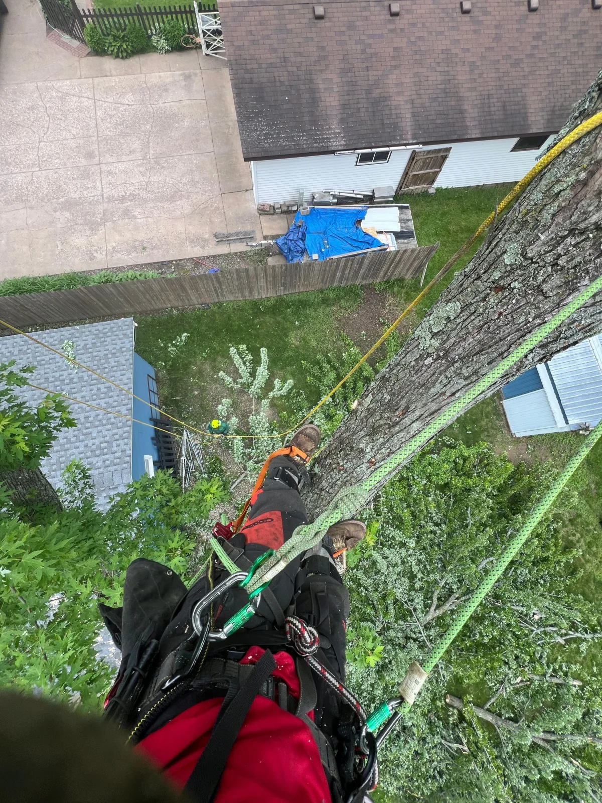 Duluth Tree Removal