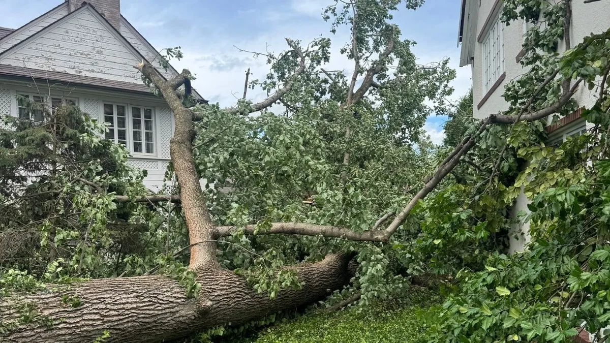 The Best Time to Trim Trees in St. Louis (And Why Timing Matters)