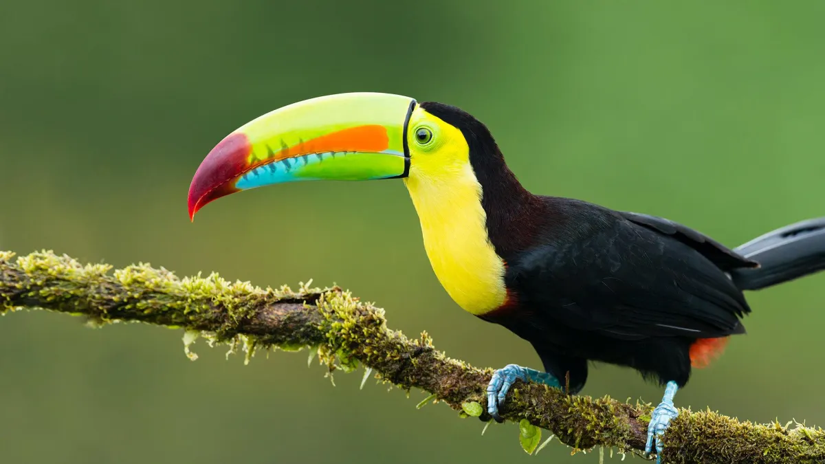 Cost Rican Wildlife