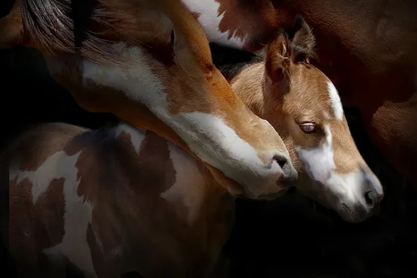 How the Foal Develops in the Mare