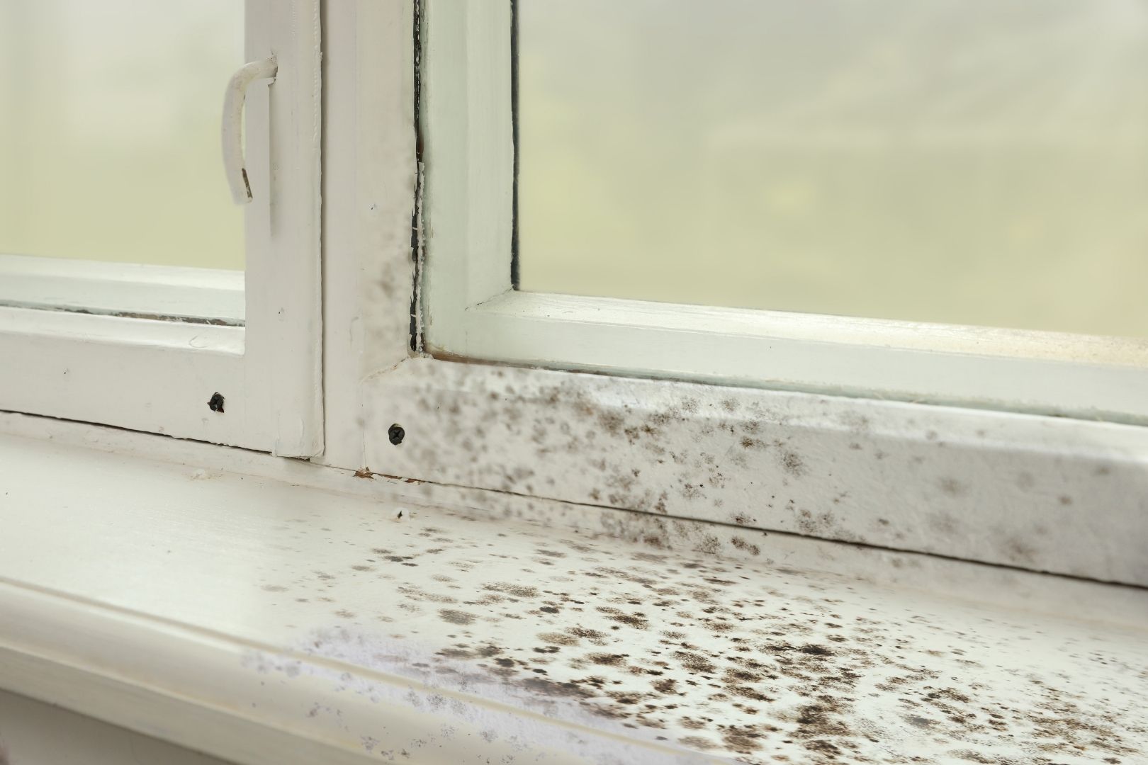 Black Mold vs. Regular Mold: What’s the Difference?