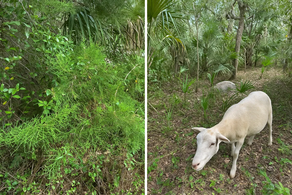Side-by-side before-and-after image showing the effect of Katahdin sheep grazing in Florida wetland vegetation—left side overgrown with dense brush, right side clearer and sunlit with a grazing sheep visible.