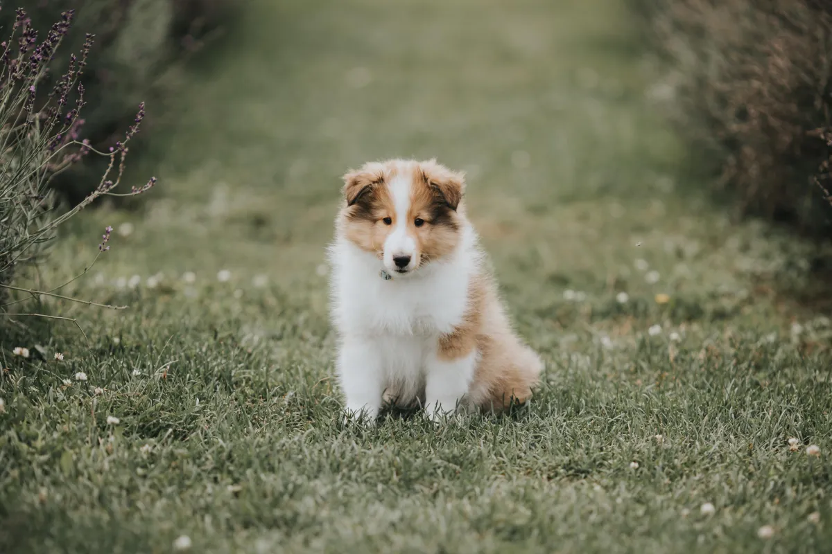 Puppy sitting in a field