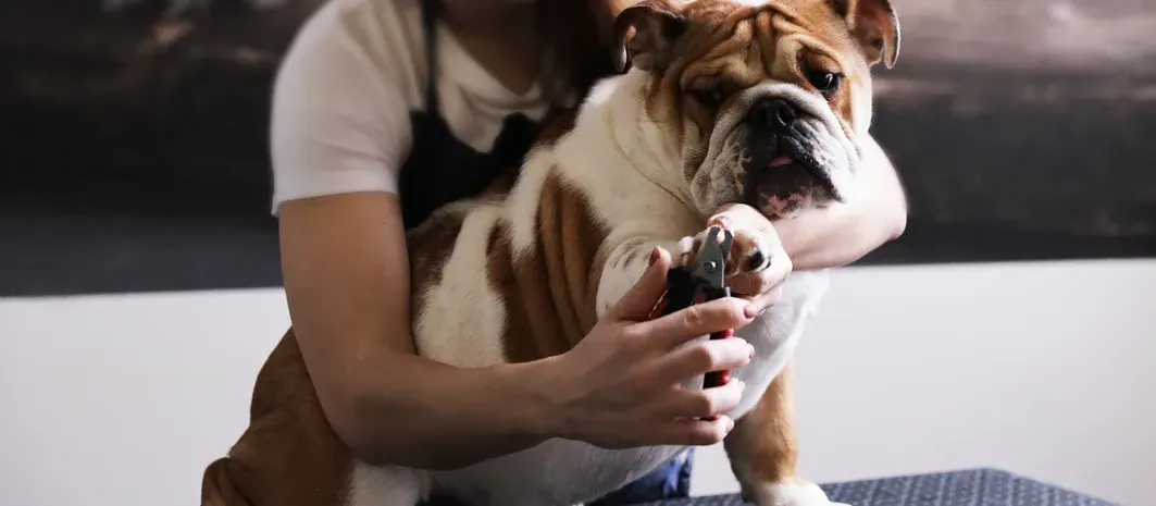 Why do dog's hate having their nails trimmed?