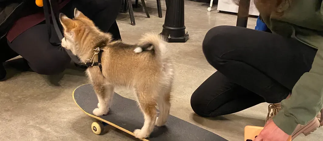 To Puppy Class, Or Not To Puppy Class