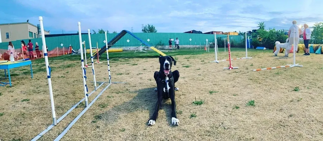 New Year! New you and a happy dog!