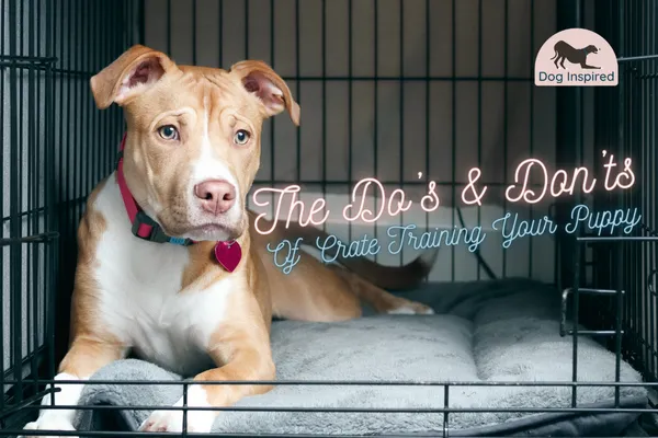 Pitbull puppy in an open crate