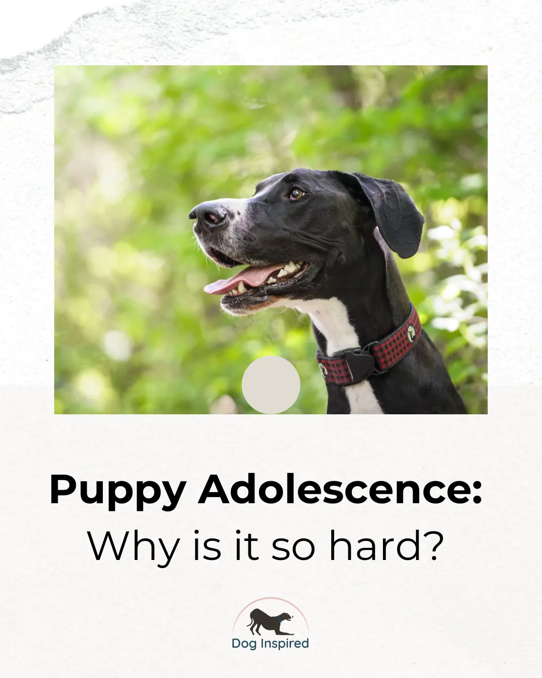 Harlow the great dane