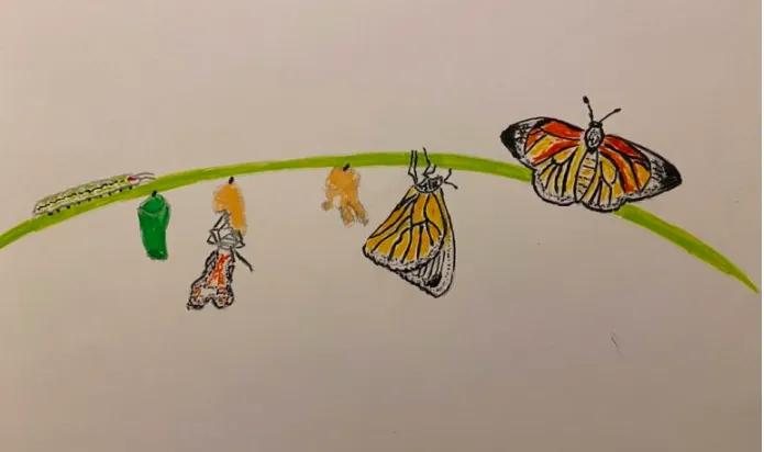 Transformation of Butterflies