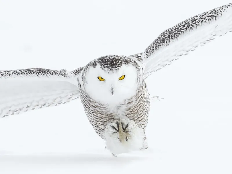 Renewed Beginnings Snow Owl in Winter