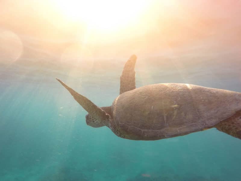 Accepting Loneliness