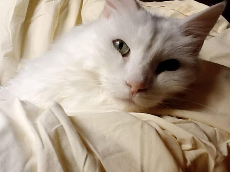 The Deep Sweet Sorrow of the Passing of a Pet