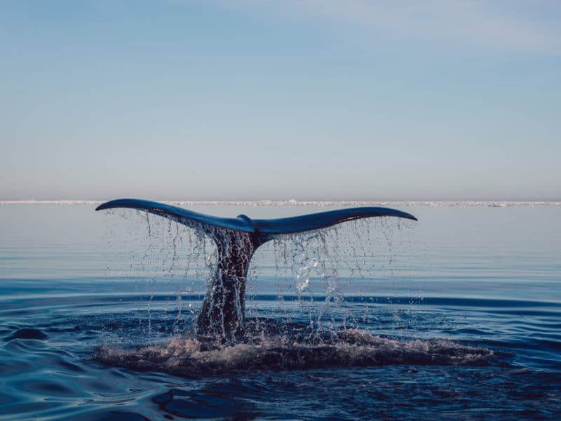 The Grace of a Mystical Whale