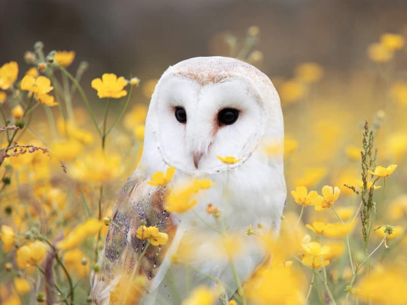 Listening for the Unknown like a snow owl in the silent winter