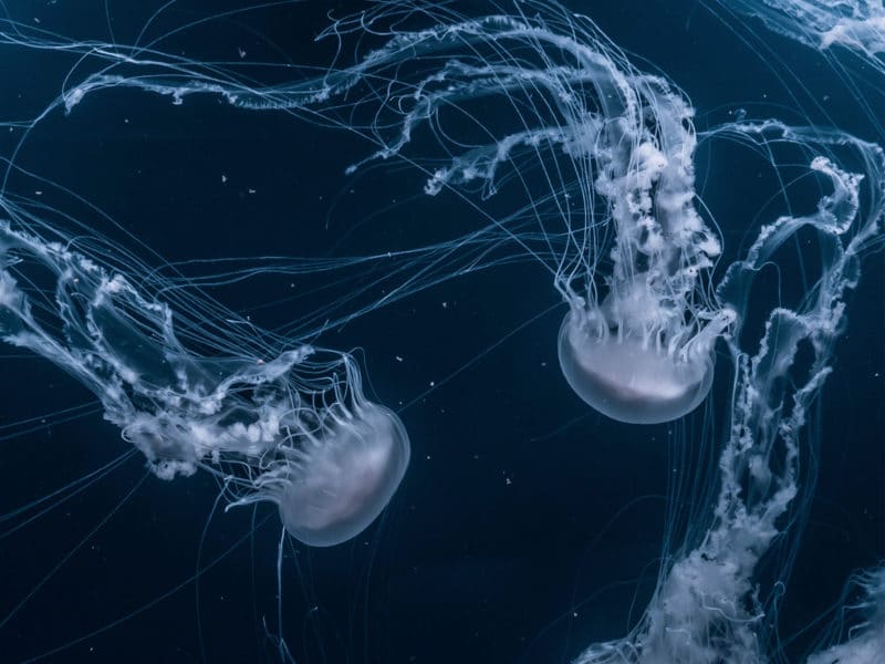 The Resonance of Beauty like a Jelly fish