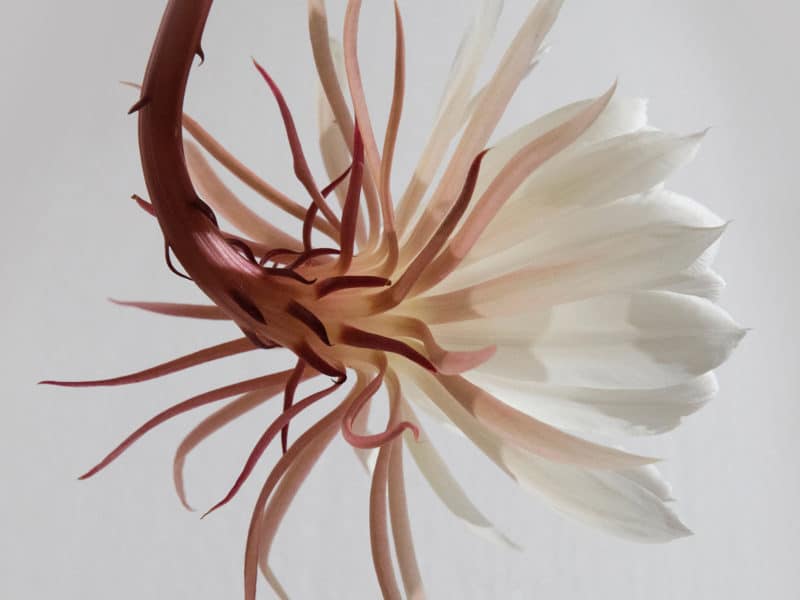 Lillies bloom at night